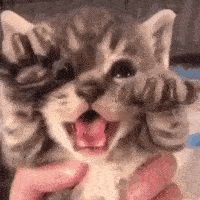 git with kitten